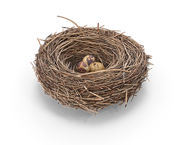 a bird nest with robin's eggs